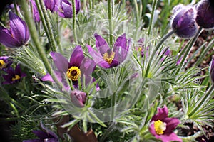 Fuzzy Purple Flowers in a Minneapolis Garden