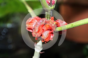 Fuzzy red flowers