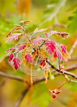 Fuzzy Red Oak Leaves ~ New Spring Growth