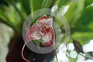 Fuzzy, red and white orchid