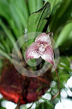 Fuzzy, red and white orchid