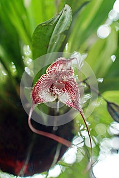 Fuzzy, red and white orchid