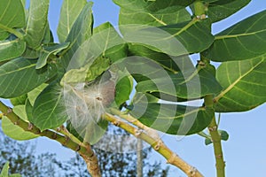 Fuzzy Seed Parachutes of a Giant Milkweed