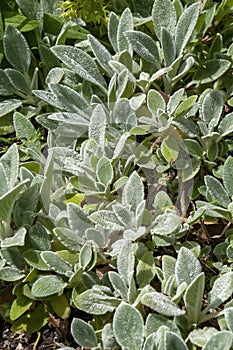 Fuzzy silvery leaves of stachys byzantina known as lamb`s-ear