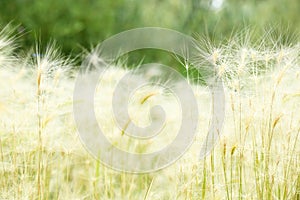 Fuzzy and soft looking reed on a hot summer day
