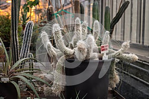 Fuzzy and Spiky Oreocereus Doelzianus Cactus in University Greenhouse