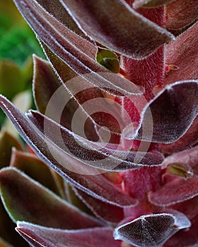 Fuzzy stalk and leaves