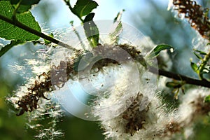 The fuzzy, tender buds of the Salix Triander tree are a variety of willow.