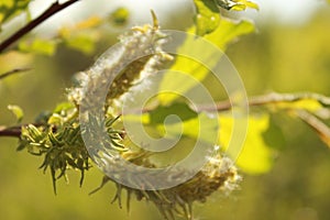 The fuzzy, tender buds of the Salix Triander tree are a variety of willow.