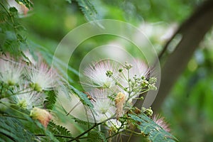 Fuzzy Tree Branch Flowers