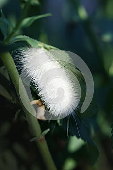 Fuzzy White Caterpillar