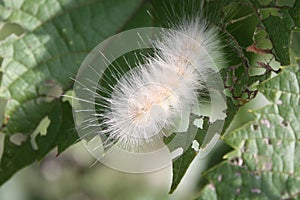 Fuzzy White Caterpillar