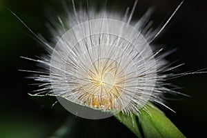 Fuzzy white caterpillar close-up