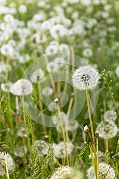 Fuzzy white dandelion seed-heads with floaties in a meadow