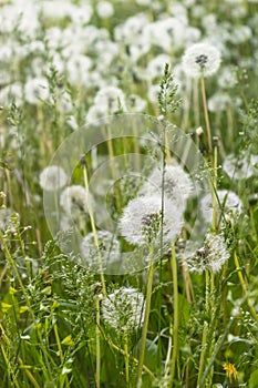 Fuzzy white dandelion seed-heads with floaties in a meadow