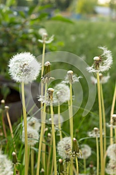 Fuzzy white dandelion seed-heads with floaties in a meadow