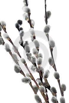 Fuzzy willow on branch isolated on white background