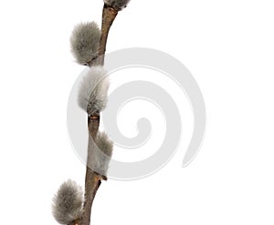 Fuzzy willow on branch isolated on white background