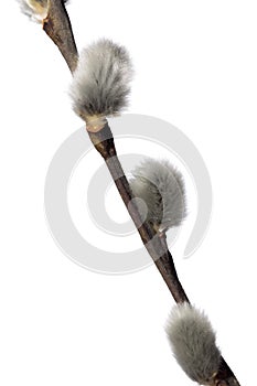 Fuzzy willow on branch isolated on white background