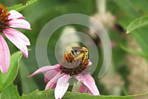 Fuzzy yellow Bee