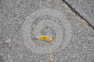 Fuzzy yellow caterpillar walking on grey granite ground