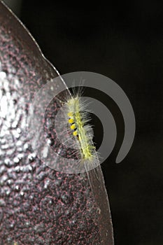 Fuzzy Yellow-spotted Tussock Moth Caterpillar