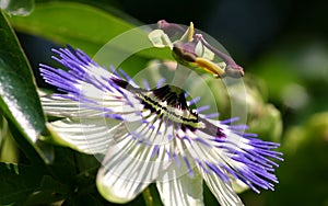 FV Passion flower