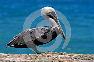 Fwhite black pelican whit black eye