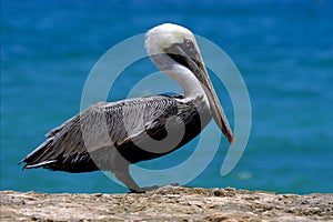 Fwhite black pelican whit black eye photo
