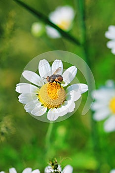 Fy sits on a white daisy, macro