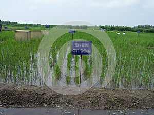 FYM and Vermicompost Agriculture Paddy field trail SRI rICE IN DIFFRENT PLOTS in India on multilocation by Researchg scholar