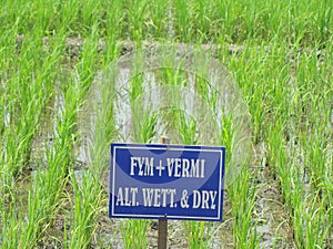 FYM and Vermicompost Agriculture Paddy field trail SRI rICE IN DIFFRENT PLOTS in India on multilocation by Researchg scholar