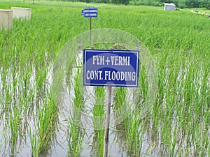 FYM and Vermicompost Agriculture Paddy field trail SRI rICE IN DIFFRENT PLOTS in India on multilocation by Researchg scholar