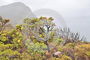 Fynbos - shrubland vegetation located in the Cape provinces of South Africa. photo