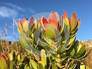 Fynbos fauna and flora