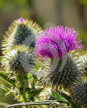 Fynbos Flowering