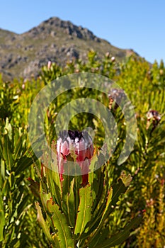 fynbos landscape, proteas, restios and ericas in the natural beauty of the western cape, south africa