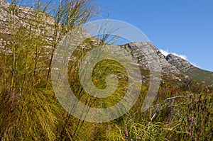 fynbos landscape, proteas, restios and ericas in the natural beauty of the western cape, south africa