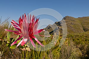 fynbos landscape, proteas, restios and ericas in the natural beauty of the western cape, south africa