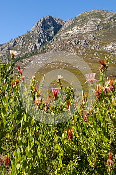 fynbos landscape, proteas, restios and ericas in the natural beauty of the western cape, south africa