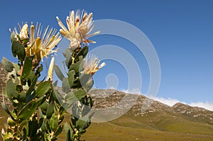 fynbos landscape, proteas, restios and ericas in the natural beauty of the western cape, south africa