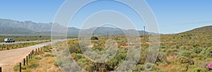 Fynbos and mountains panoramic