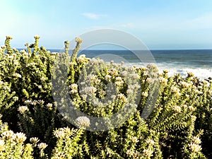 Fynbos at the ocean