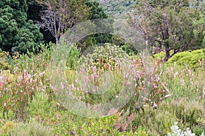 Fynbos and protea plants in the Kirstenbosch Botanical Gardens