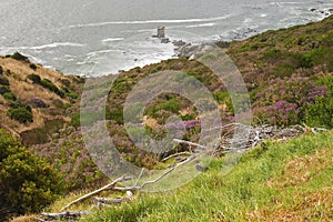 Fynbos on the sea shorewith dry branches photo