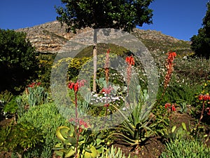 Fynbos and Succulent garden