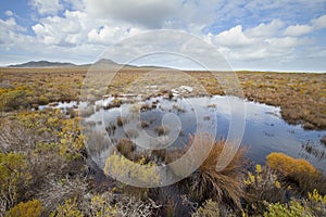 Fynbos vegetation