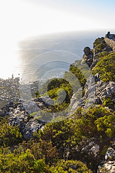 Fynbos vegetation at the top of Table Mountain 1