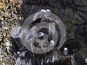 Northern Fulmar; Fulmarus glacialis