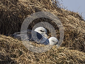 Northern Fulmar; Fulmarus glacialis